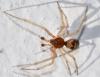 Steatoda triangulosa